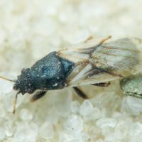 Metopoplax origani
