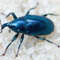 Aulacobaris chlorizans