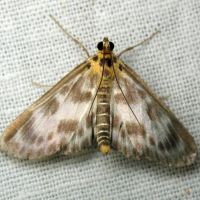Eurrhypara hortulata