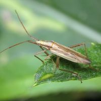 Leptopterna dolabrata