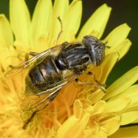 Eristalinus sepulchralis
