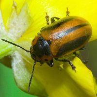 Entomoscelis adonidis