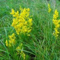 Galium verum