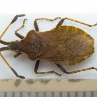 Enoplops disciger