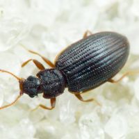 Latridius