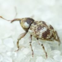 Pachytychius sparsutus