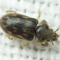 Heterocerus fenestratus