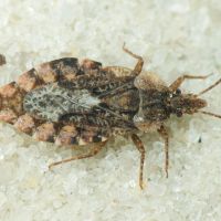 Aradus betulae