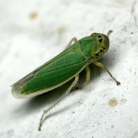 Cicadella viridis