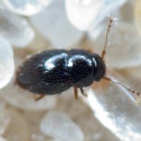 Ptiliidae