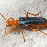 Rhamnusium bicolor