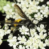 Scolia hirta