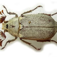 Polyphylla alba