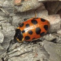 Hippodamia tredecimpunctata