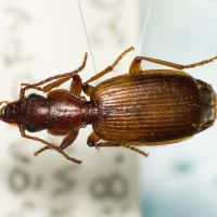 Cymindis vagemaculata