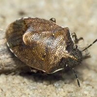 Rubiconia intermedia