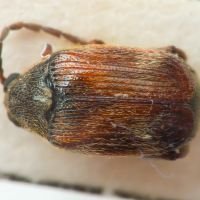 Callosobruchus maculatus