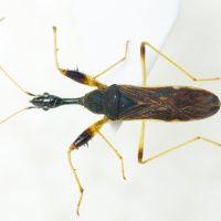 Myodocha serripes