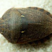 Eurygaster integriceps