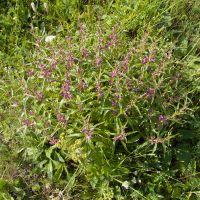 Phlomis pungens