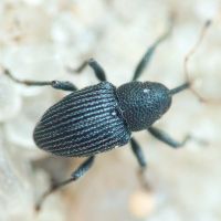 Archarius (Archarius) pyrrhoceras