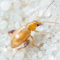 Longitarsus