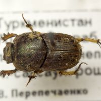 Euoniticellus pallipes