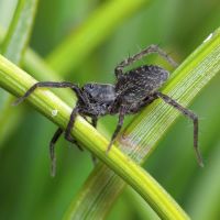 Pardosa
