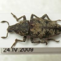 Pachycerus segnis