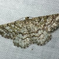 Heliomata glarearia