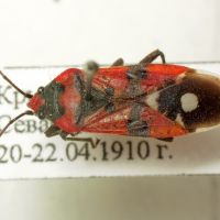 Lygaeus simulans