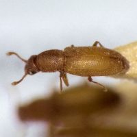 Monotoma inseriata