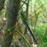 Anax imperator