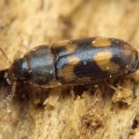 Litargus connexus