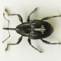 Archarius (Archarius) crux