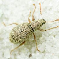 Sciaphilus asperatus