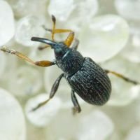 Exapion corniculatum