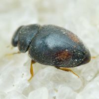 Scymniscus horioni