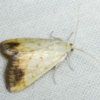 Evergestis extimalis