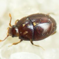 Acritus minutus