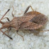 Coriomeris denticulatus