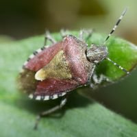 Dolycoris baccarum