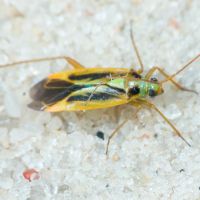 Stenotus binotatus