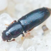 Rhizophagus