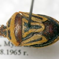 Perillus bioculatus