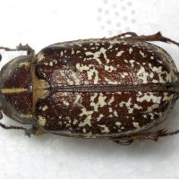 Polyphylla fullo