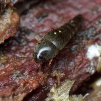 Sepedophilus immaculatus