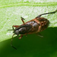 Rhyparochromus