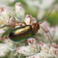 Sermylassa halensis