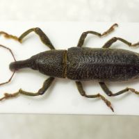 Lixus (Dilixellus) pulverulentus